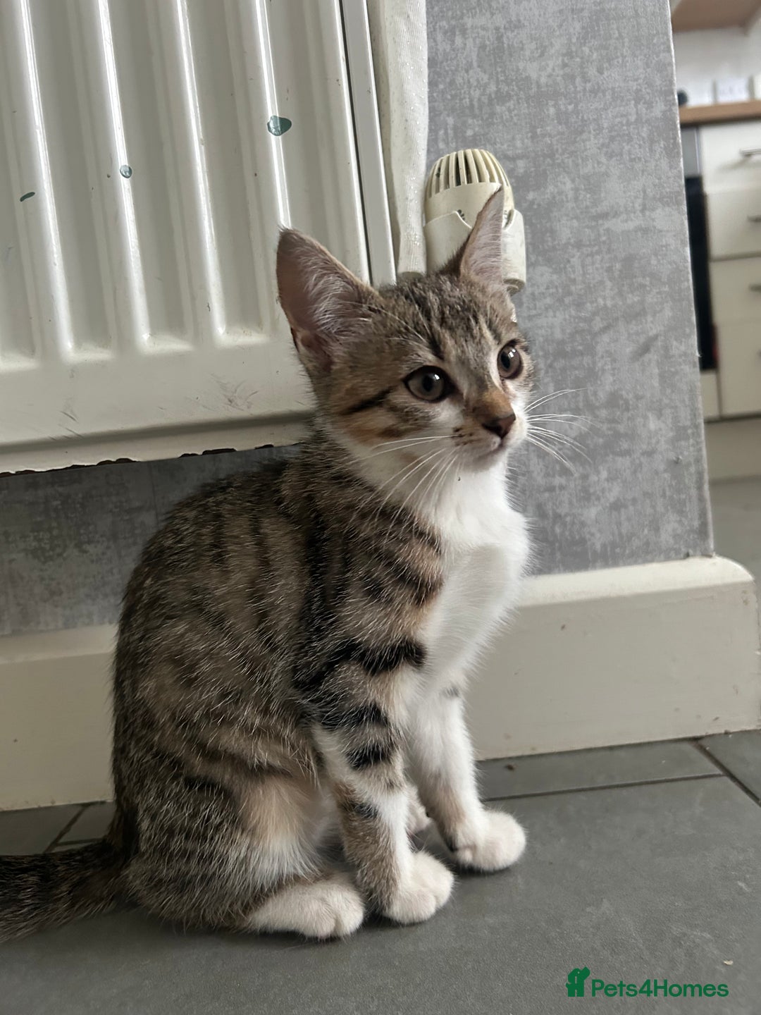 British Shorthair cats for sale: One female kitten for sale - Advert 16