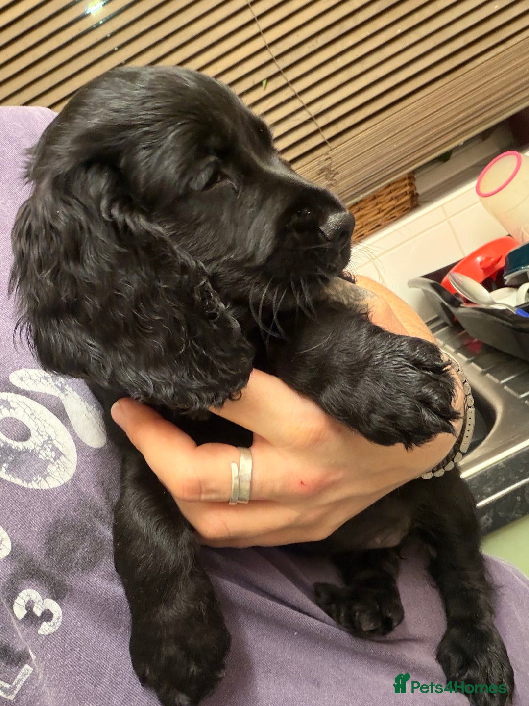 Cocker Spaniel dogs for sale: Beautiful kc registered working cocker spaniels - Advert 18