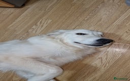 Golden Retriever dogs for sale: Meet Mickey, the Well-Mannered Golden Retriever - Image 6