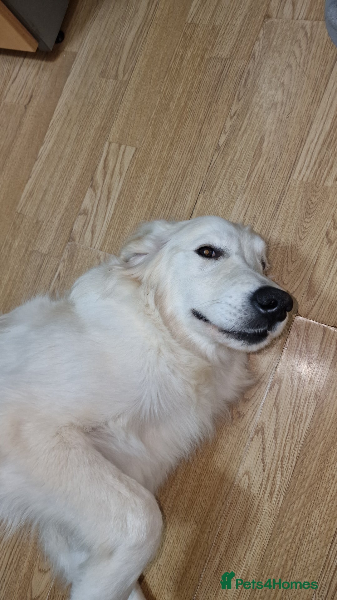 Golden Retriever dogs for sale: Meet Mickey, the Well-Mannered Golden Retriever - Image 6