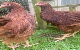 Chickens poultry for sale: Rhode Island Red - Image 4