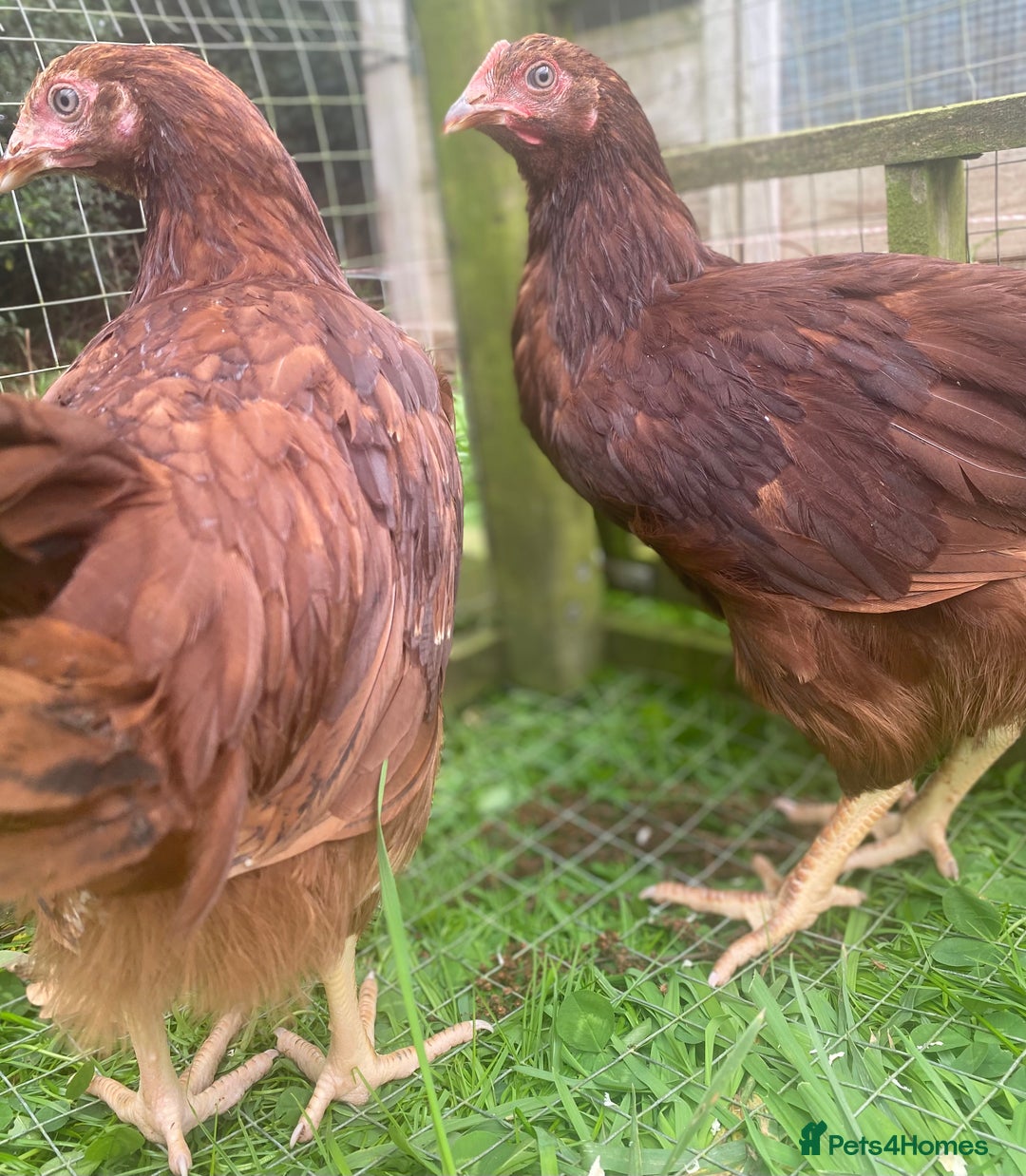 Chickens poultry for sale: Rhode Island Red - Image 4