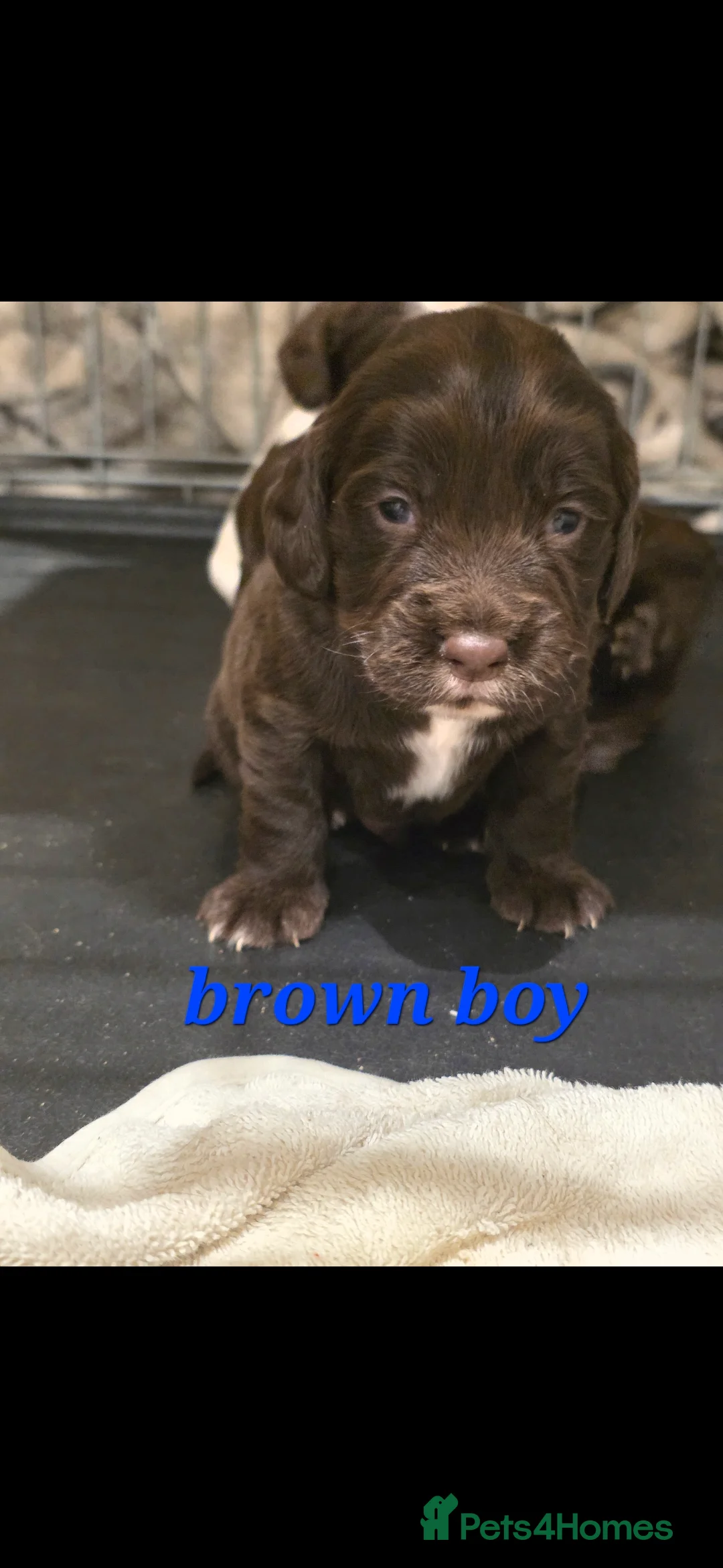 Sprocker dogs for sale: Sporker puppies  - Advert 10