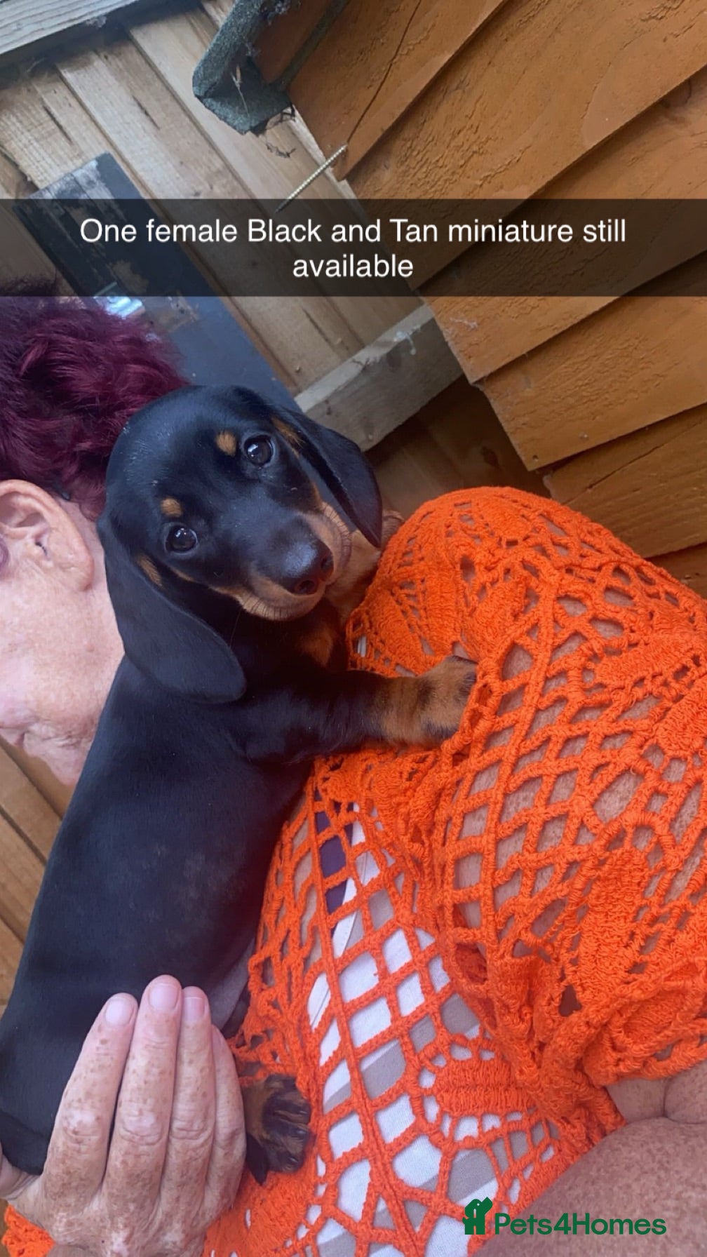Dachshund dogs Dachshund puppies  - Advert 6