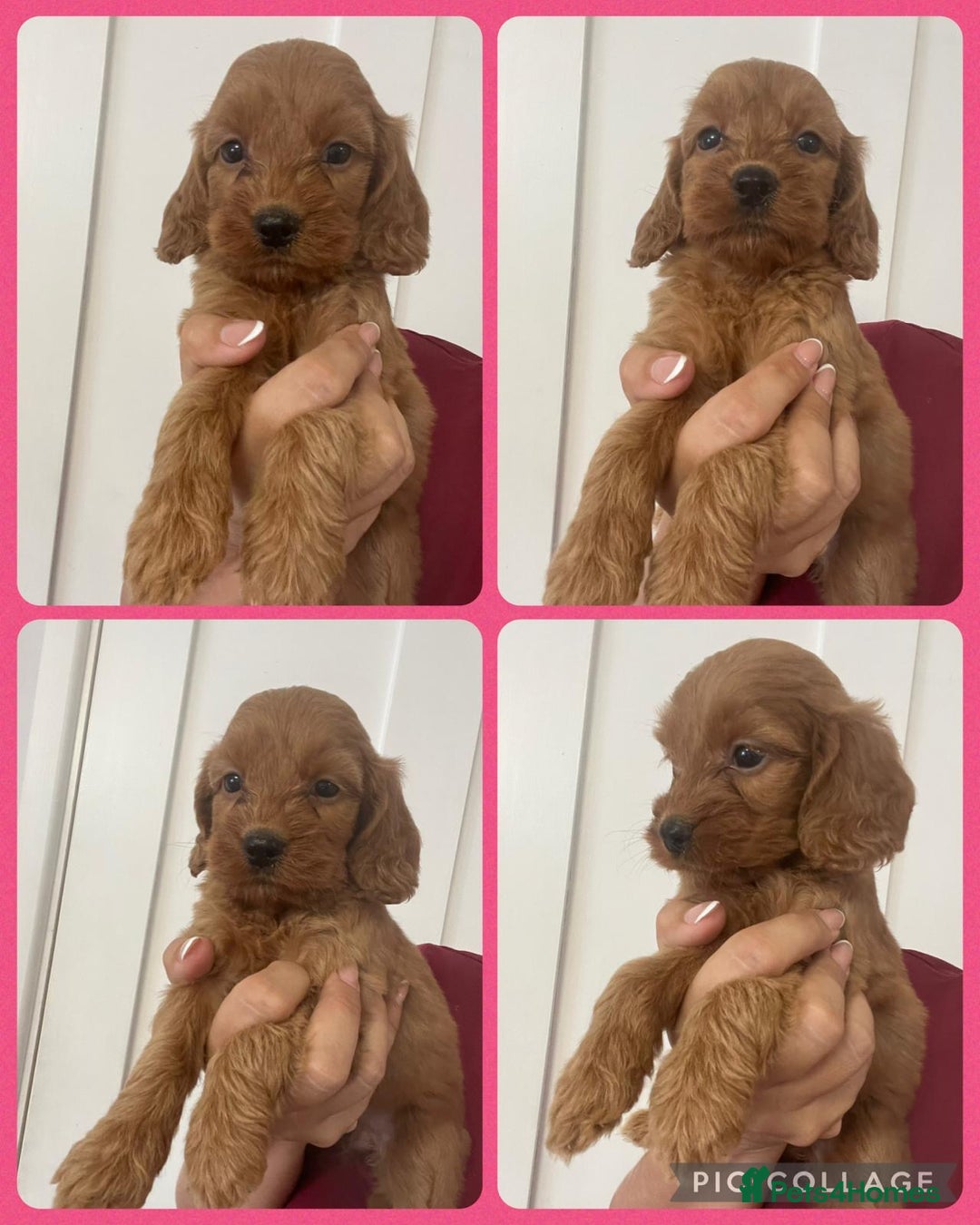 Cockapoo dogs for sale: STUNNING RED F1 COCKAPOO PUPPIES - Image 13
