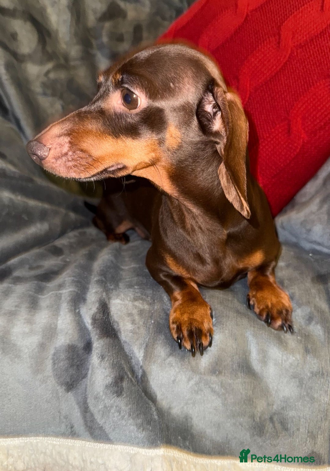 Miniature Dachshund dogs for sale: 🩵🩷Stunning KC Reg Mini Dachshunds🩵🩷 - Image 12