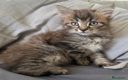 Mixed Breed cats for sale: Beautiful mixed breed kittens - Image 1