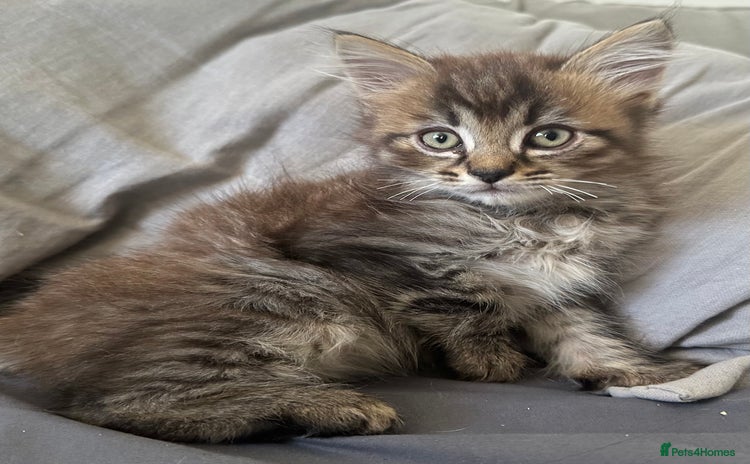 Mixed Breed cats - Advert 4