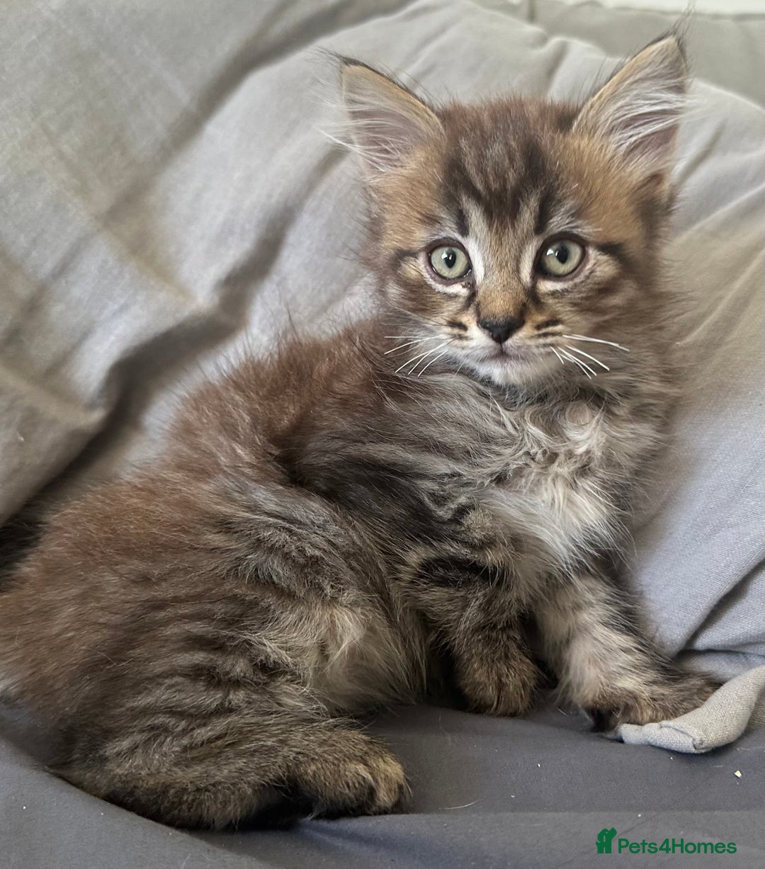 Mixed Breed cats for sale: Beautiful mixed breed kittens - Image 1