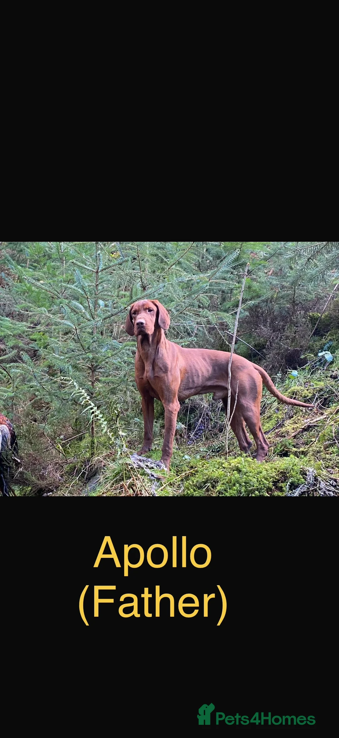 Hungarian Vizsla dogs for sale: Beautiful snooth haired Vizsla Pups - Advert 3