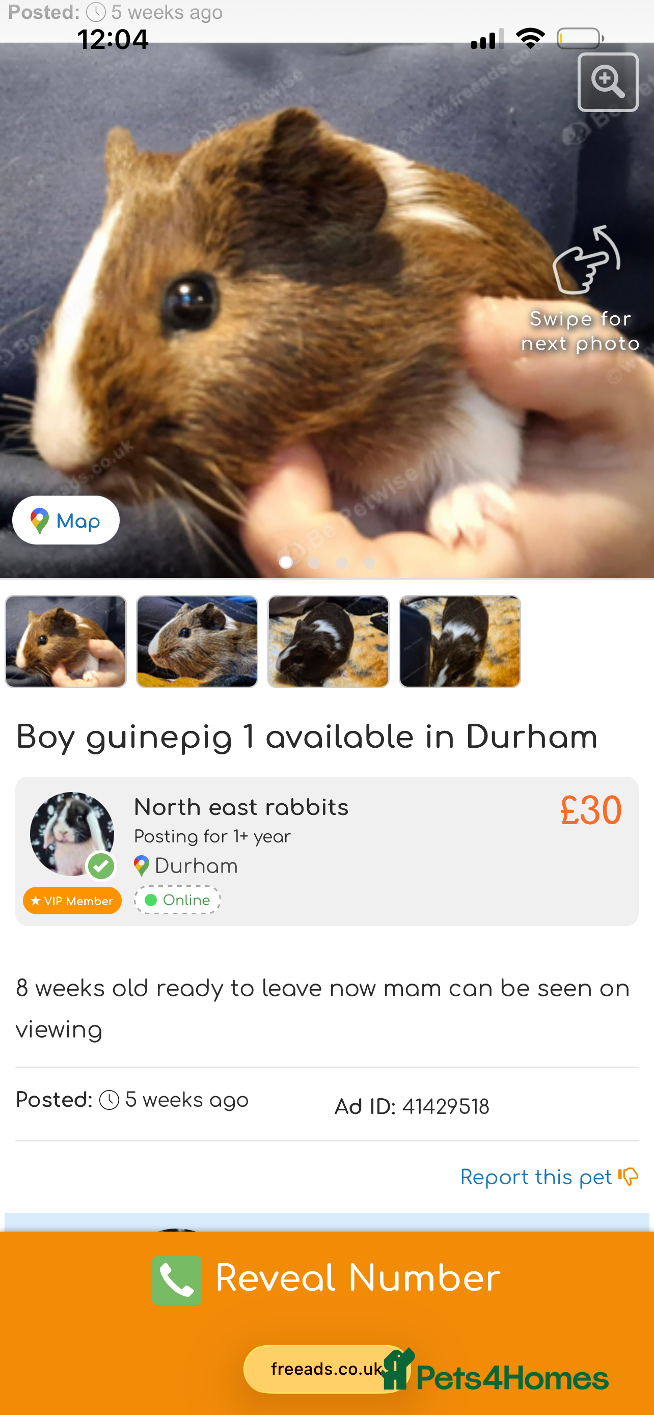 Mini Lop rabbits 1 boy guinepig left  - Advert 14