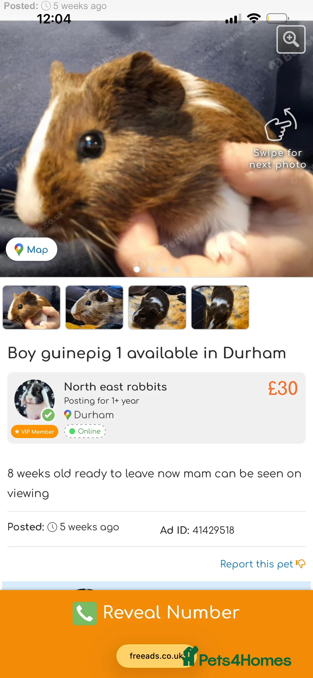Mini Lop rabbits for sale: 1 boy guinepig left  - Advert 1