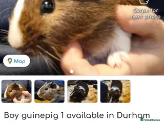 Mini Lop rabbits 1 boy guinepig left - Advert 14