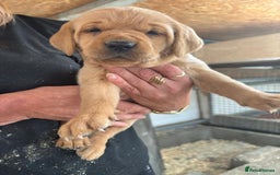 Labrador Retriever dogs for sale: Labrador Kc registered  - Image 3