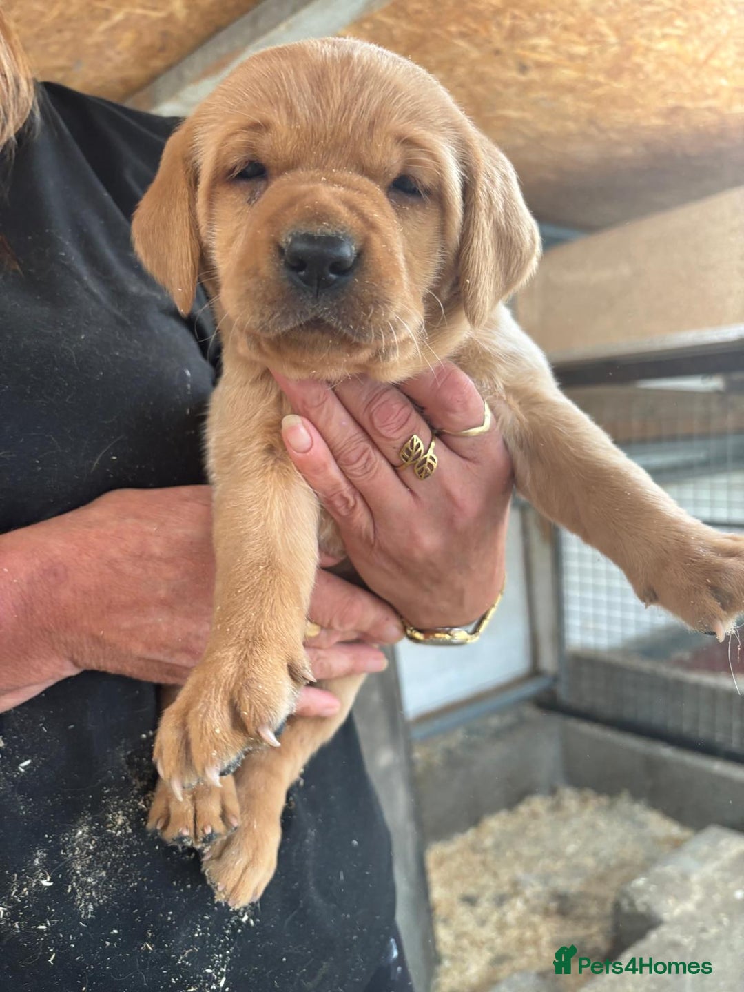 Labrador Retriever dogs for sale: Labrador Kc registered  - Image 3