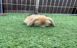 Mini Lop rabbits for sale: 2 PUREBRED MINI LOPS LEFT - Image 4