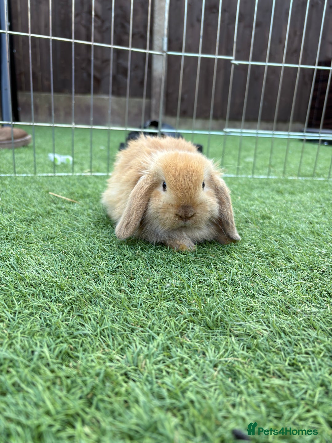 Mini Lop rabbits for sale: 2 PUREBRED MINI LOPS LEFT - Image 4