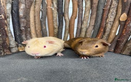 Guinea Pig rodents for sale: 2 baby guinea pigs! - Image 3