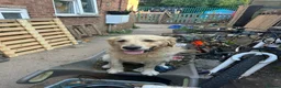 Golden Retriever dogs for sale: Baker - Advert 7