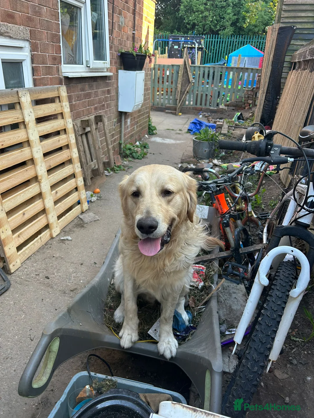 Golden Retriever dogs for sale: Baker - Advert 7