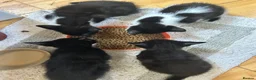 Mixed Breed cats for sale: Beautiful short-haired black and white kittens in Sudbury - Advert 12