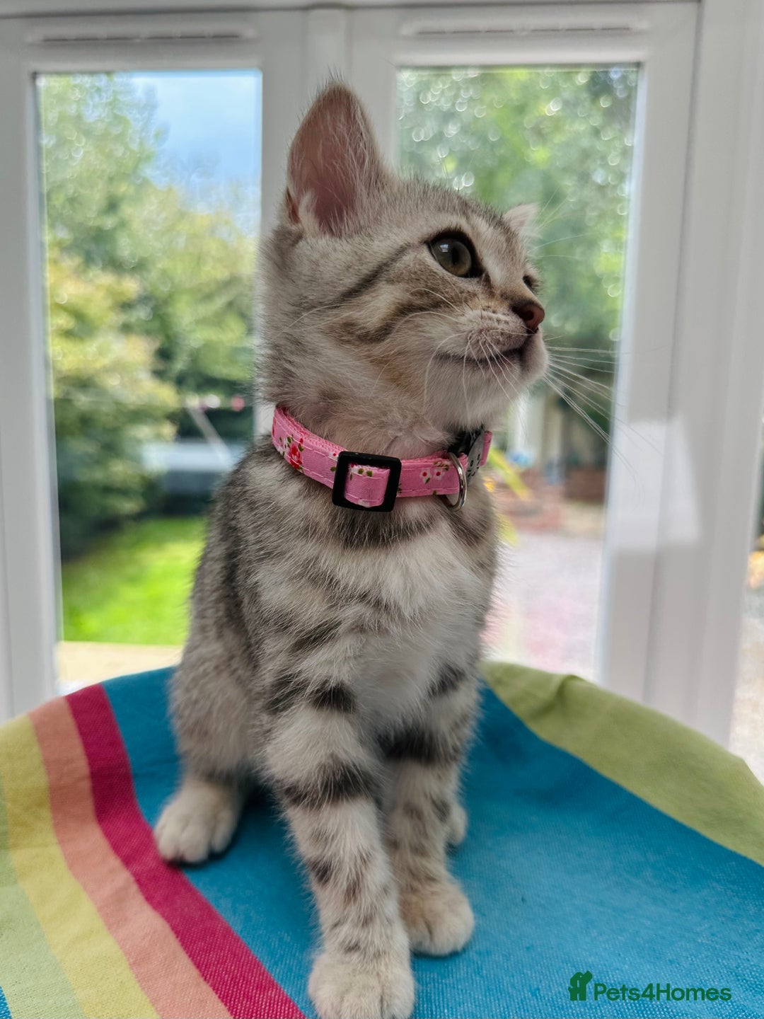 British Shorthair cats for sale: Stunning BSH Silver Female Grey Stripe Kittens - Image 12
