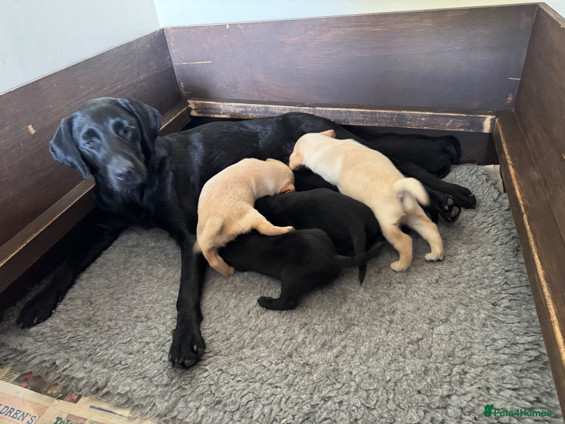 Labrador Retriever dogs Superb Working Labrador Puppies - Advert 1