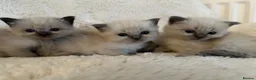 Ragdoll cats for sale: Pure Ragdoll Kittens – Ready to Reserve - Advert 3