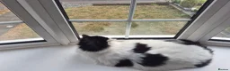 Mixed Breed cats for sale: Hi im Denis. - Advert 2