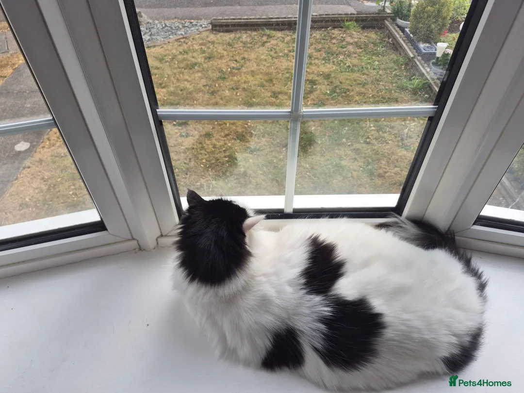 Mixed Breed cats for sale: Hi im Denis. - Advert 2