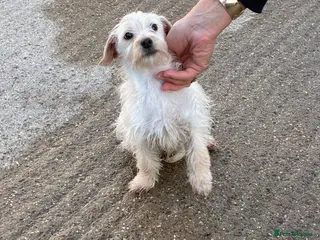 Jackapoo dogs Jackapoo for sale - Advert 1