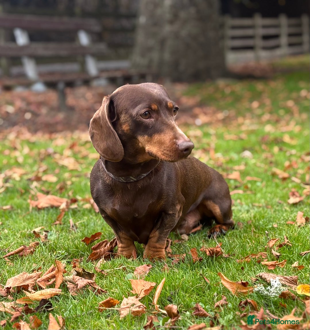 Miniature Dachshund dogs for stud: Chocolate and Tan Miniature Dachshund- Stud - Advert 8