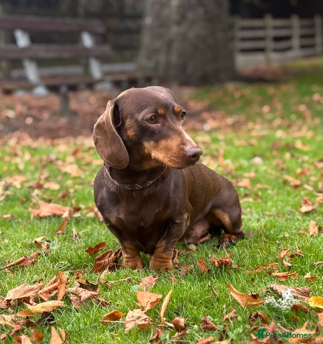 Miniature Dachshund dogs for stud: Chocolate and Tan Miniature Dachshund- Stud - Advert 6