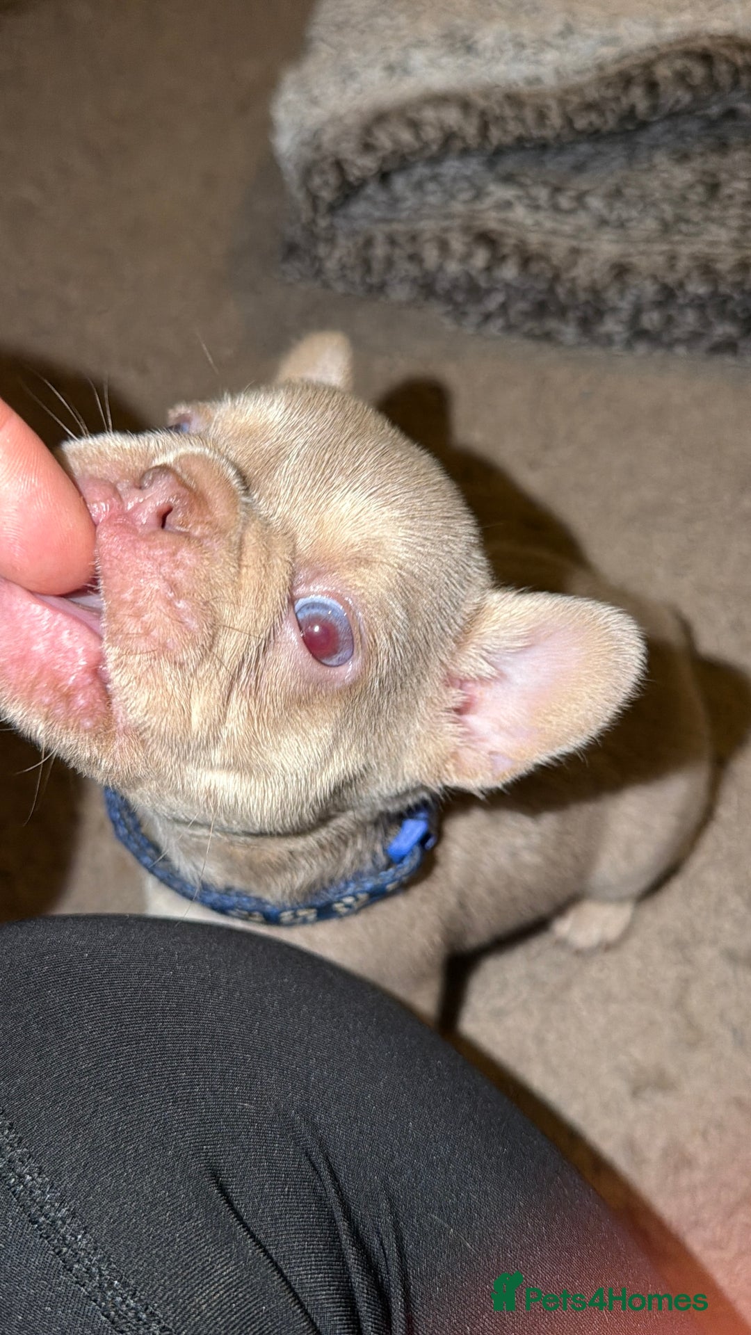 French Bulldog dogs for sale: 6 beautiful Isabella and tan  - Advert 3