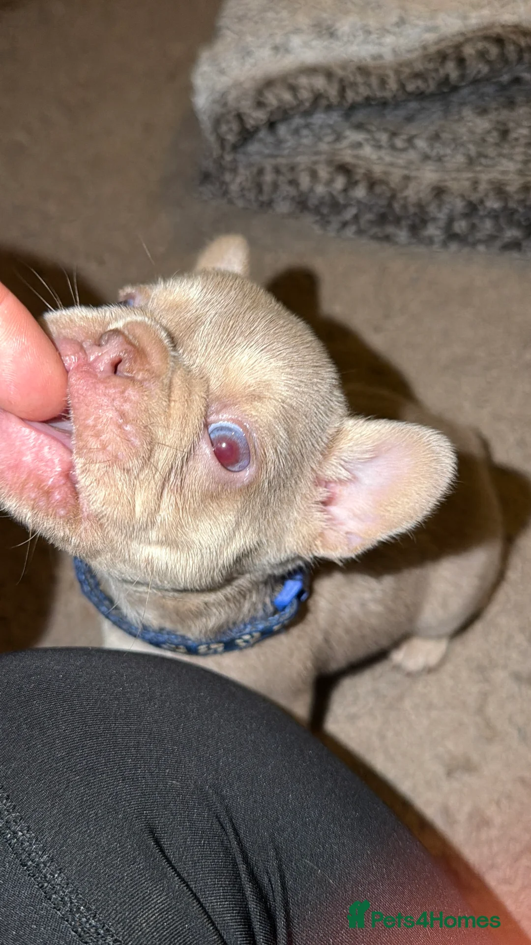 French Bulldog dogs for sale: 6 beautiful Isabella and tan  - Advert 3