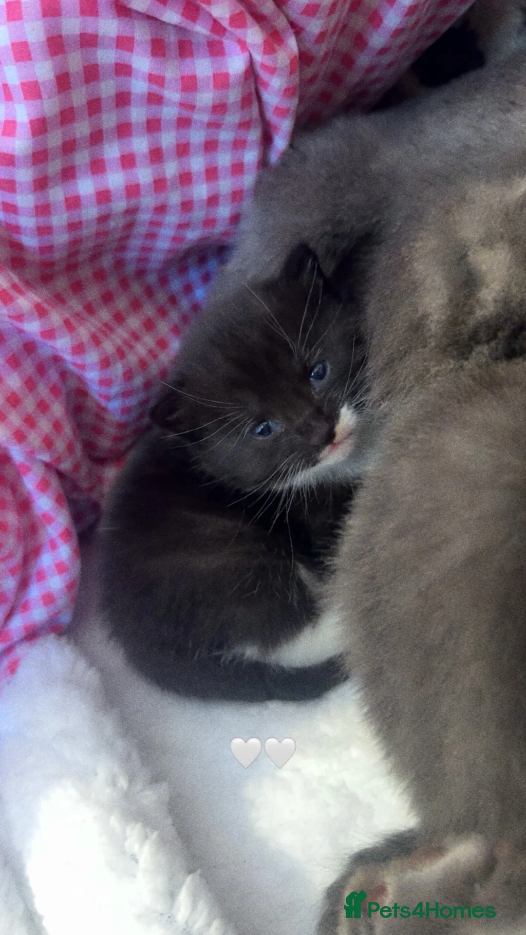 Russian Blue cats for sale: Russian blue x Tabby cats  in Manchester - Advert 2