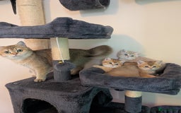 Brazilian Shorthair cats for sale: British black Tippett  - Image 6