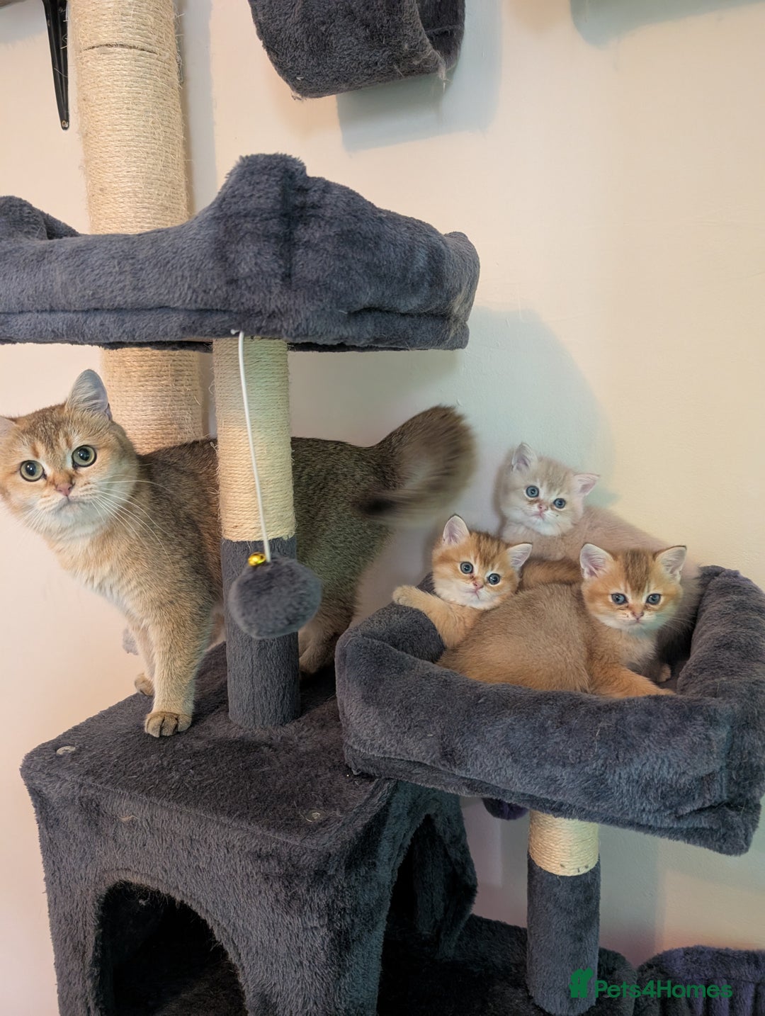 Brazilian Shorthair cats for sale: British black Tippett  - Image 6