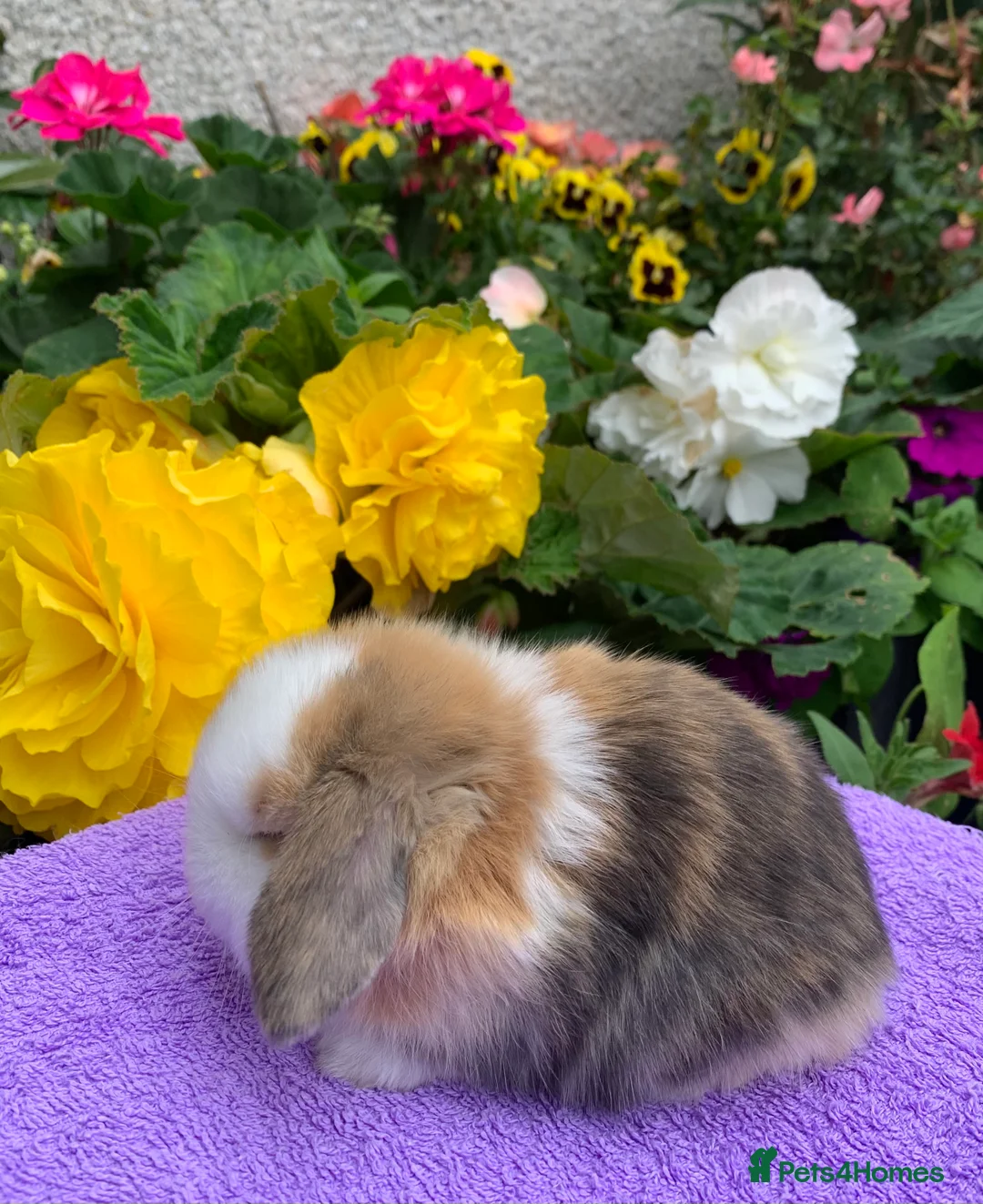 Mini Lop rabbits for sale: Gorgeous purebred baby mini lops ready to reserve - Advert 25