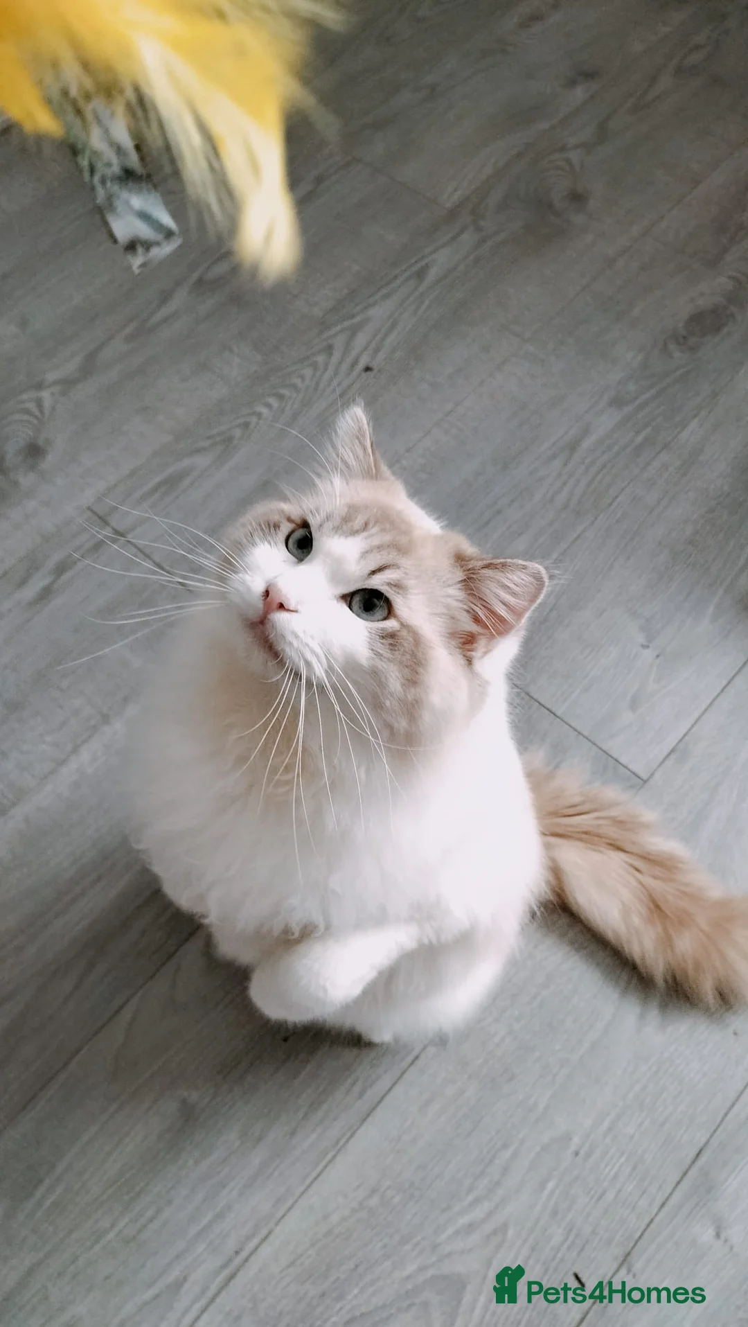 Ragdoll cats for stud: Male  - Advert 2