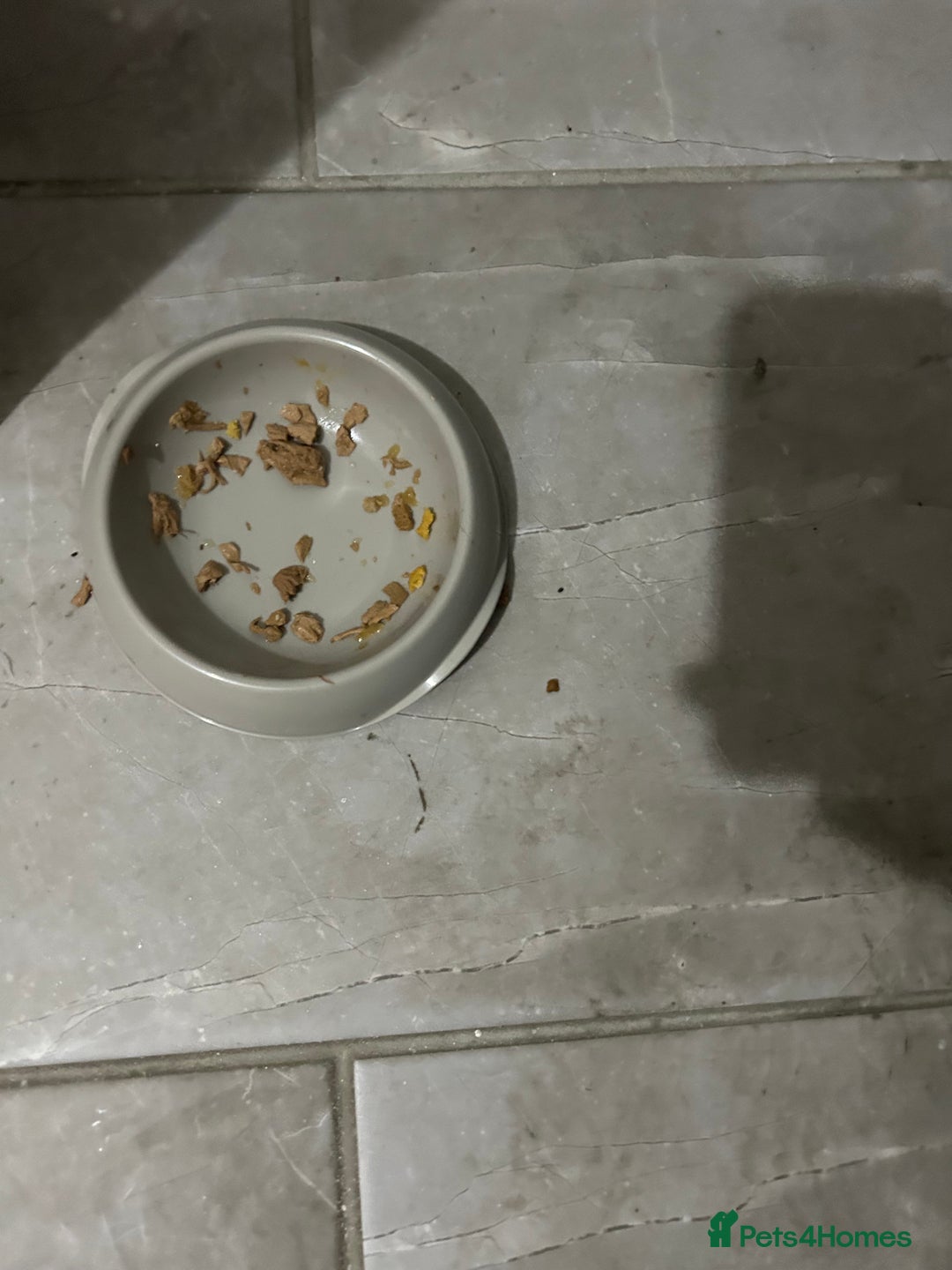 Bengal cats for sale: Male cat  - Advert 4