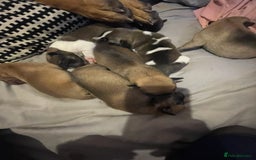 Mixed Breed dogs for sale: Bullsky puppies  - Advert 4