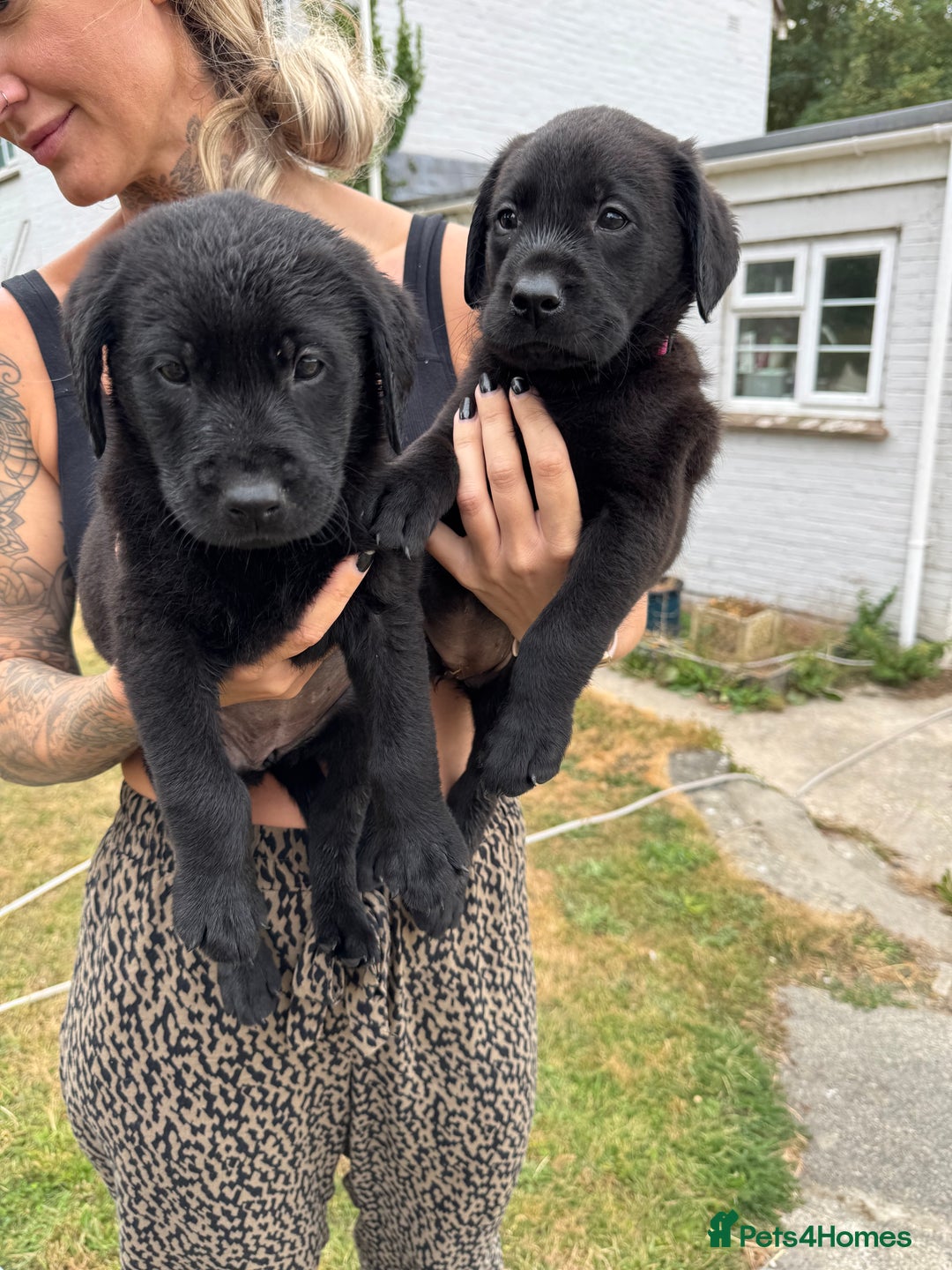 Labrador Retriever dogs for sale: Black Pure bred kg reg Labrador for sale.  - Image 21