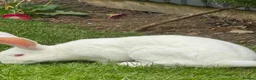 Continental Giant rabbits for sale: Male conti  - Advert 2