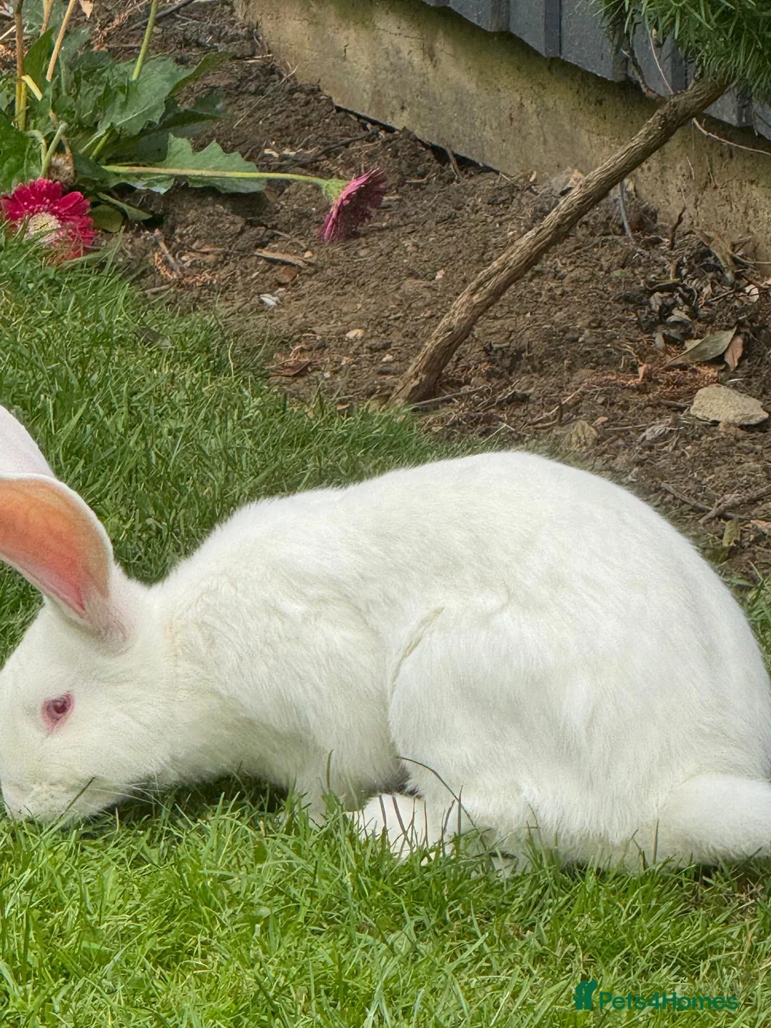 Continental Giant rabbits for sale: Male conti  - Advert 2