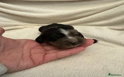 Cocker Spaniel dogs for sale: Cocker Spaniel Pups Seeking Forever Homes!💖 - Image 26