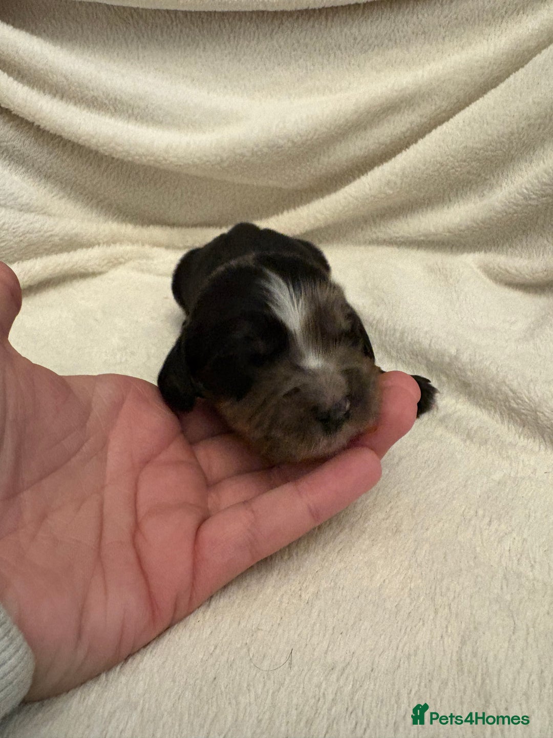 Cocker Spaniel dogs for sale: Cocker Spaniel Pups Seeking Forever Homes!💖 - Image 26