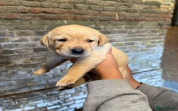 Labrador Retriever dogs for sale: Beautiful Red/Champagne Labrador puppies for sale. - Image 8