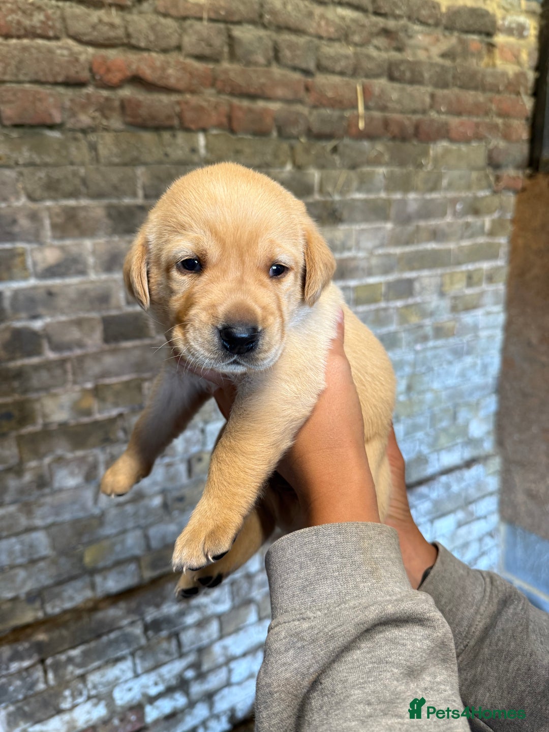 Labrador Retriever dogs for sale: Beautiful Red/Champagne Labrador puppies for sale. - Image 8