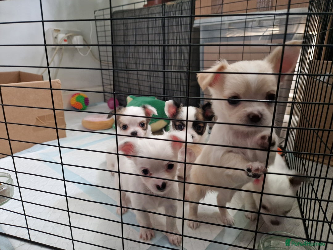 Chihuahua dogs for sale: Chihuahuas puppy's   - Image 32